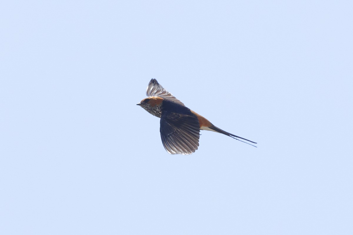 Lesser Striped Swallow - ML638497230