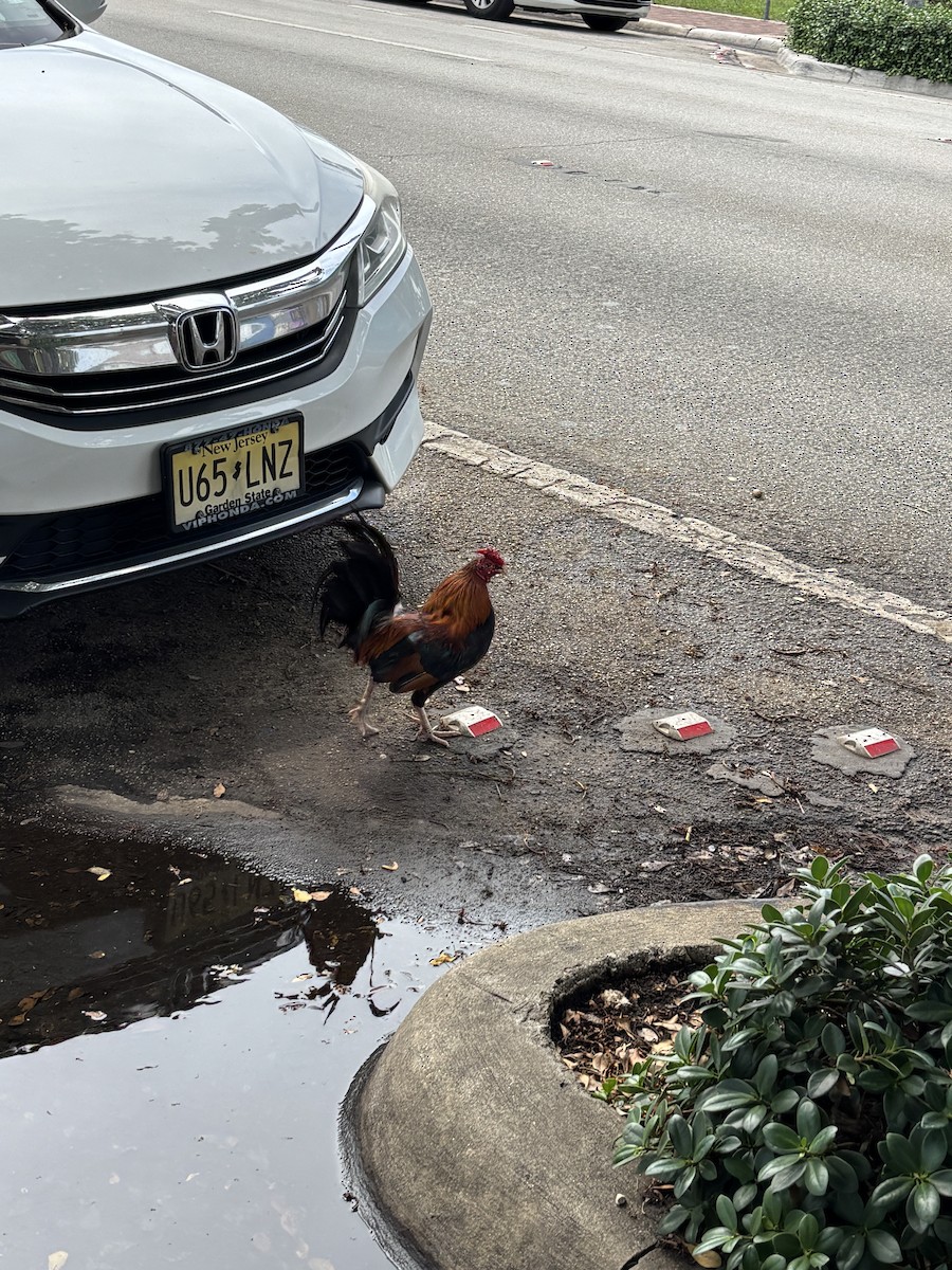 Coq bankiva - ML638497238