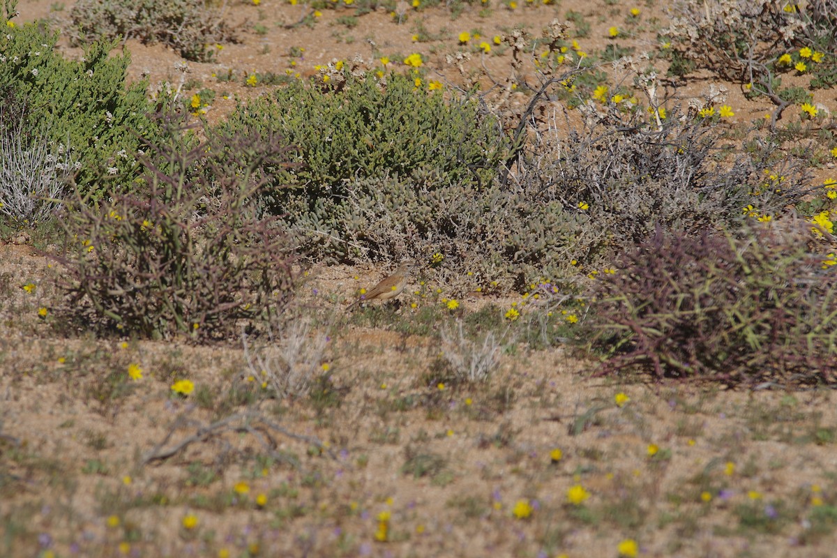 Karoo Long-billed Lark (Karoo) - ML638497249