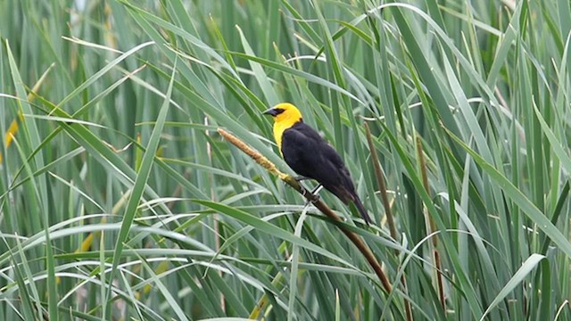 Yellow-headed Blackbird - ML638497283