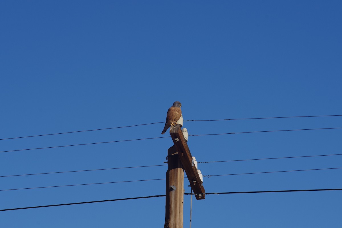 Rock Kestrel - ML638497286