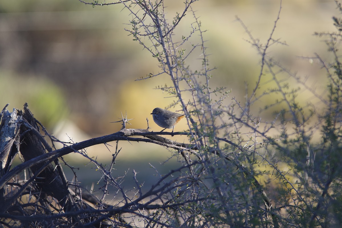 Chestnut-vented Warbler - ML638497298