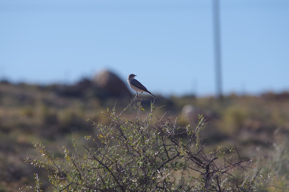 Karoo Chat - ML638497310