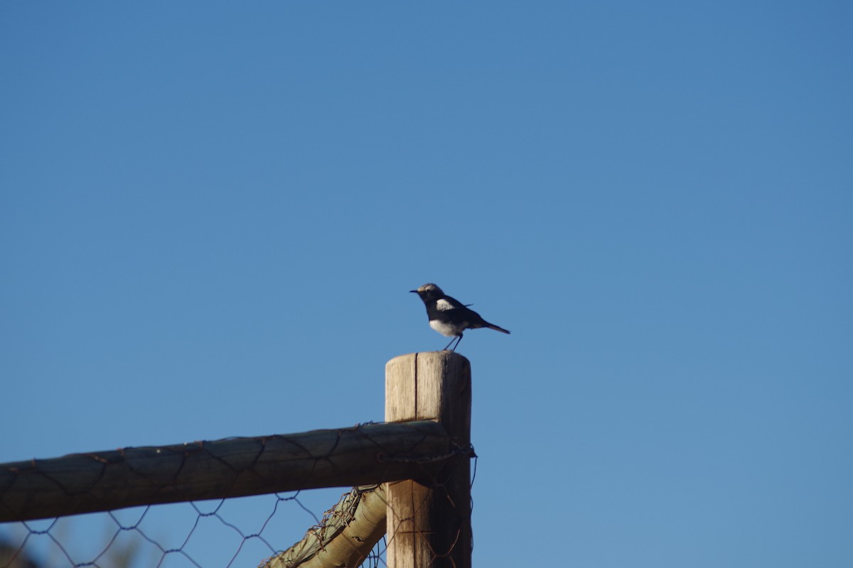 Mountain Chat - ML638497314