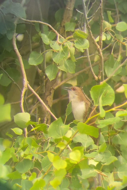 Black-billed Cuckoo - ML638497318