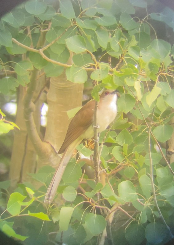 Black-billed Cuckoo - ML638497319
