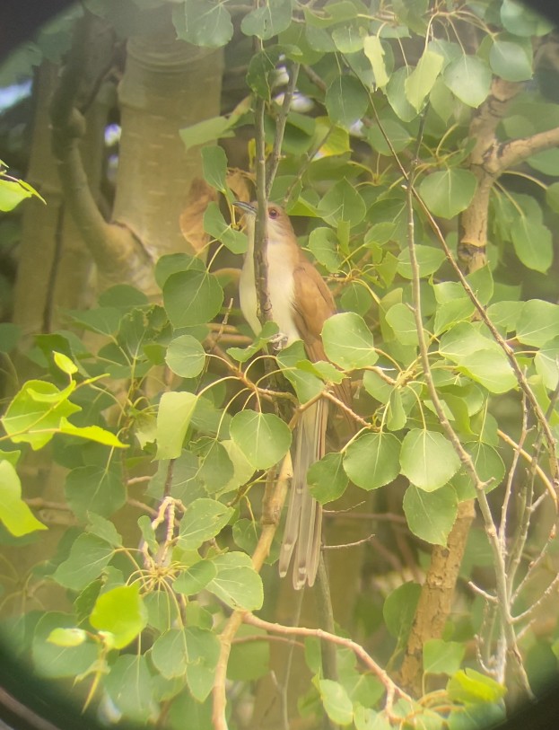 Black-billed Cuckoo - ML638497320