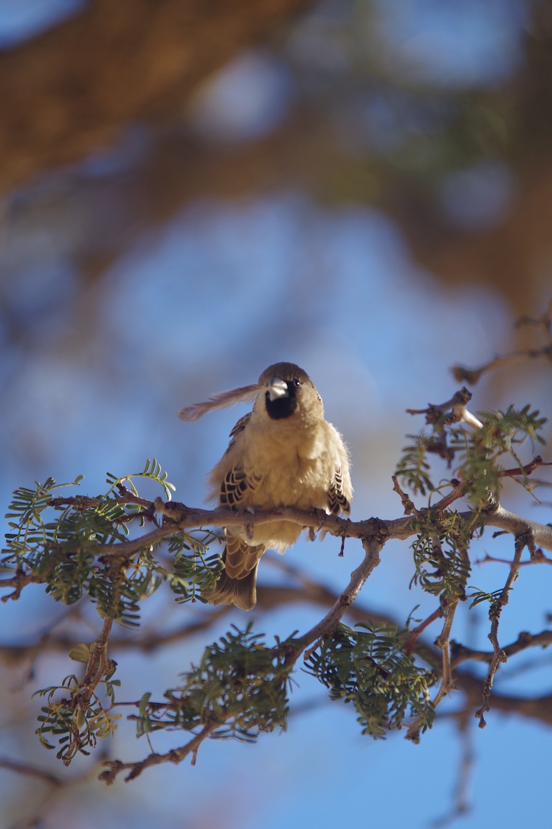 Sociable Weaver - ML638497328
