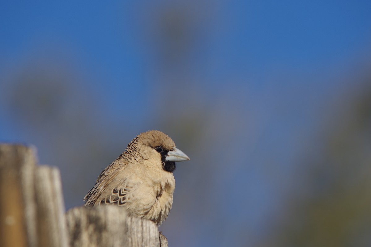 Sociable Weaver - ML638497329