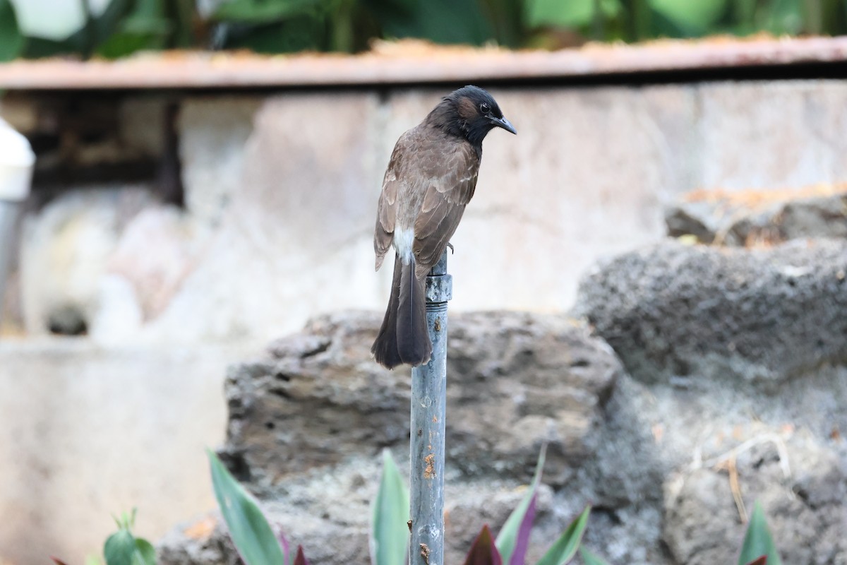 Bulbul ipurgorria - ML638497358