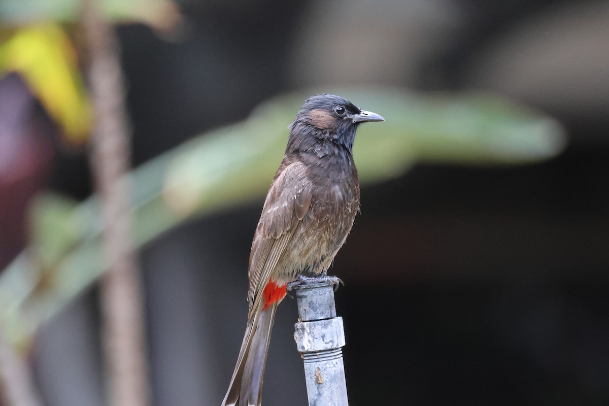 Bulbul ipurgorria - ML638497363