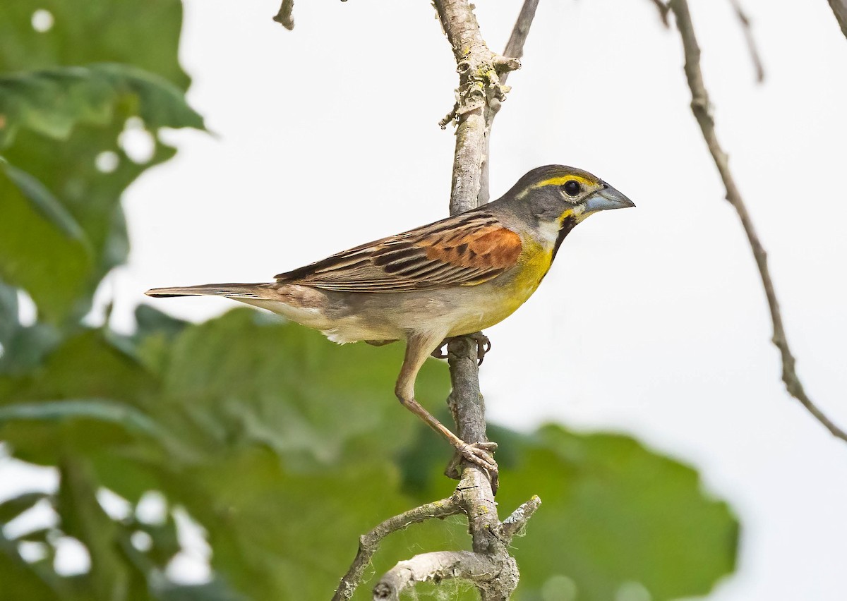 Dickcissel - ML638497377