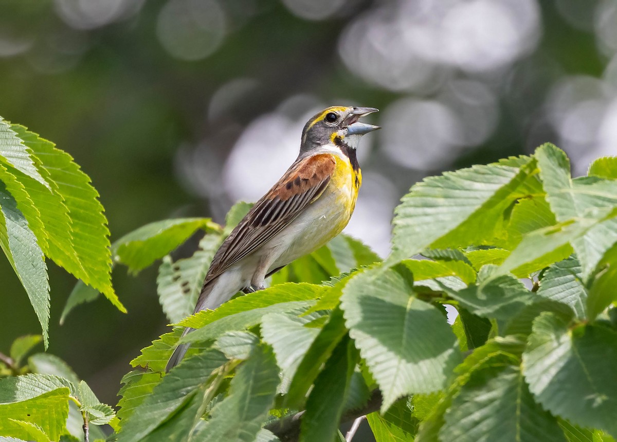Dickcissel - ML638497378