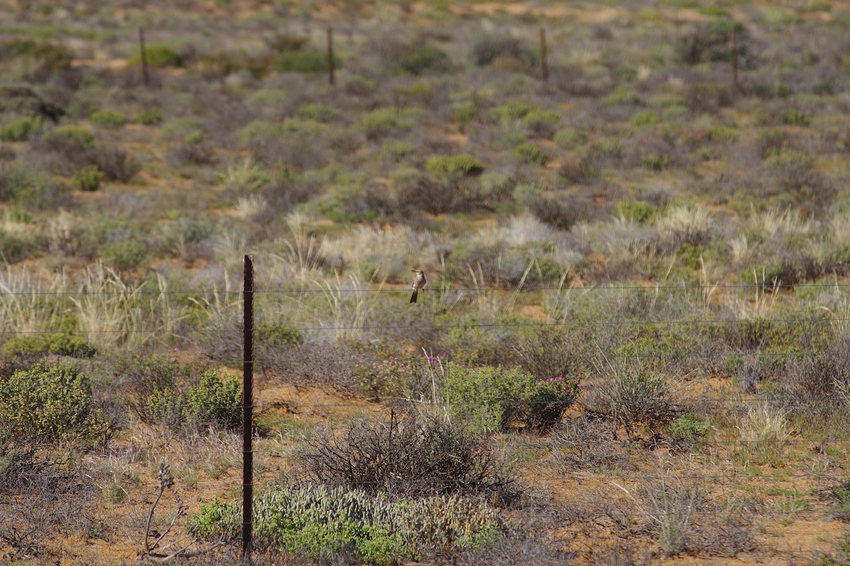 Karoo Long-billed Lark (Karoo) - ML638497389