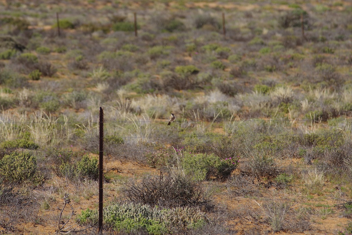 Karoo Long-billed Lark (Karoo) - ML638497390