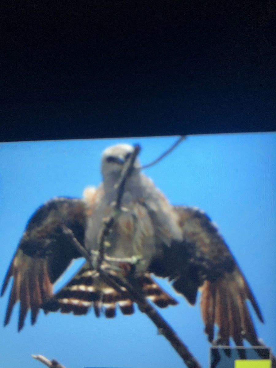 Mississippi Kite - ML638497401