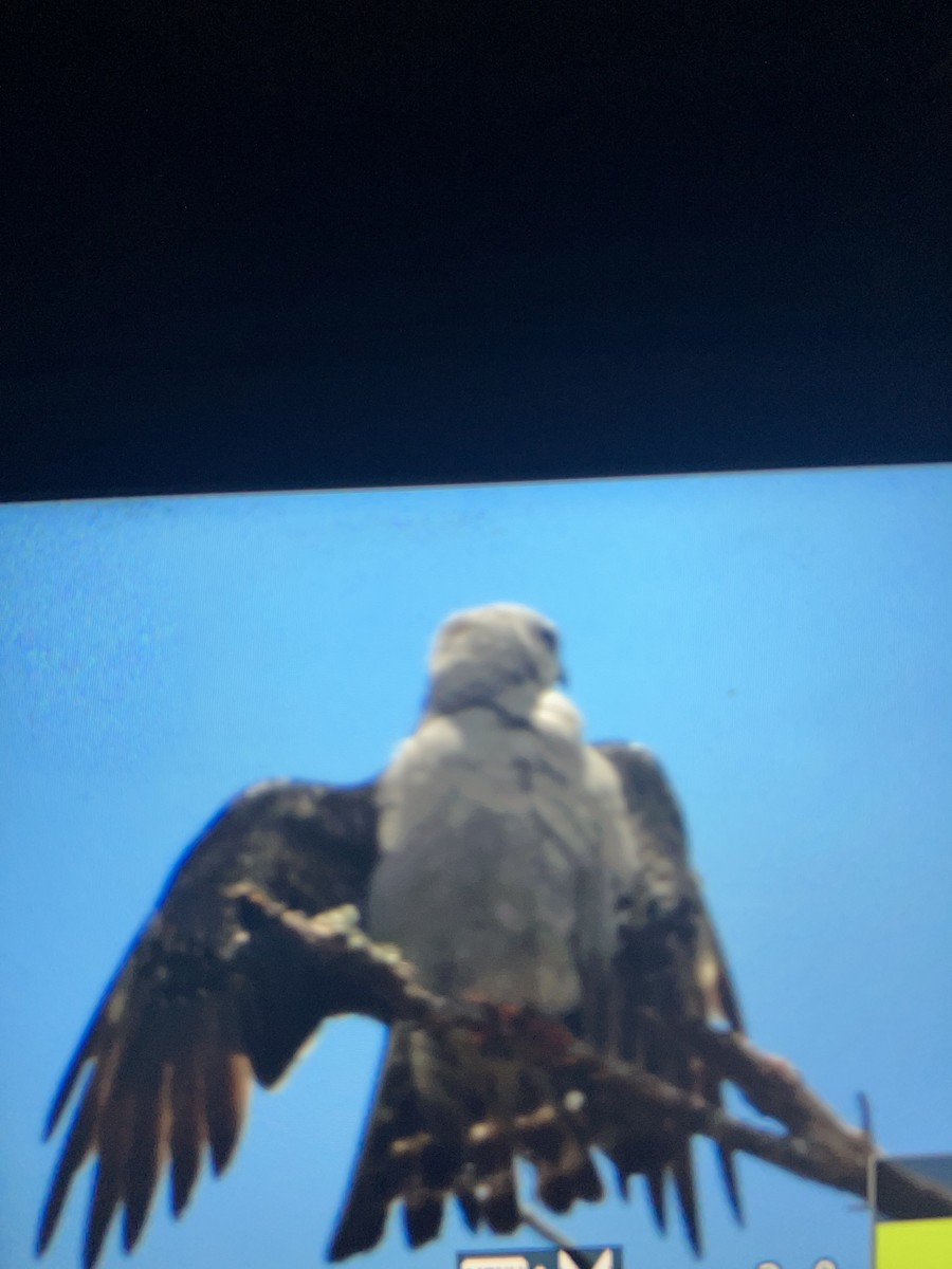 Mississippi Kite - ML638497402