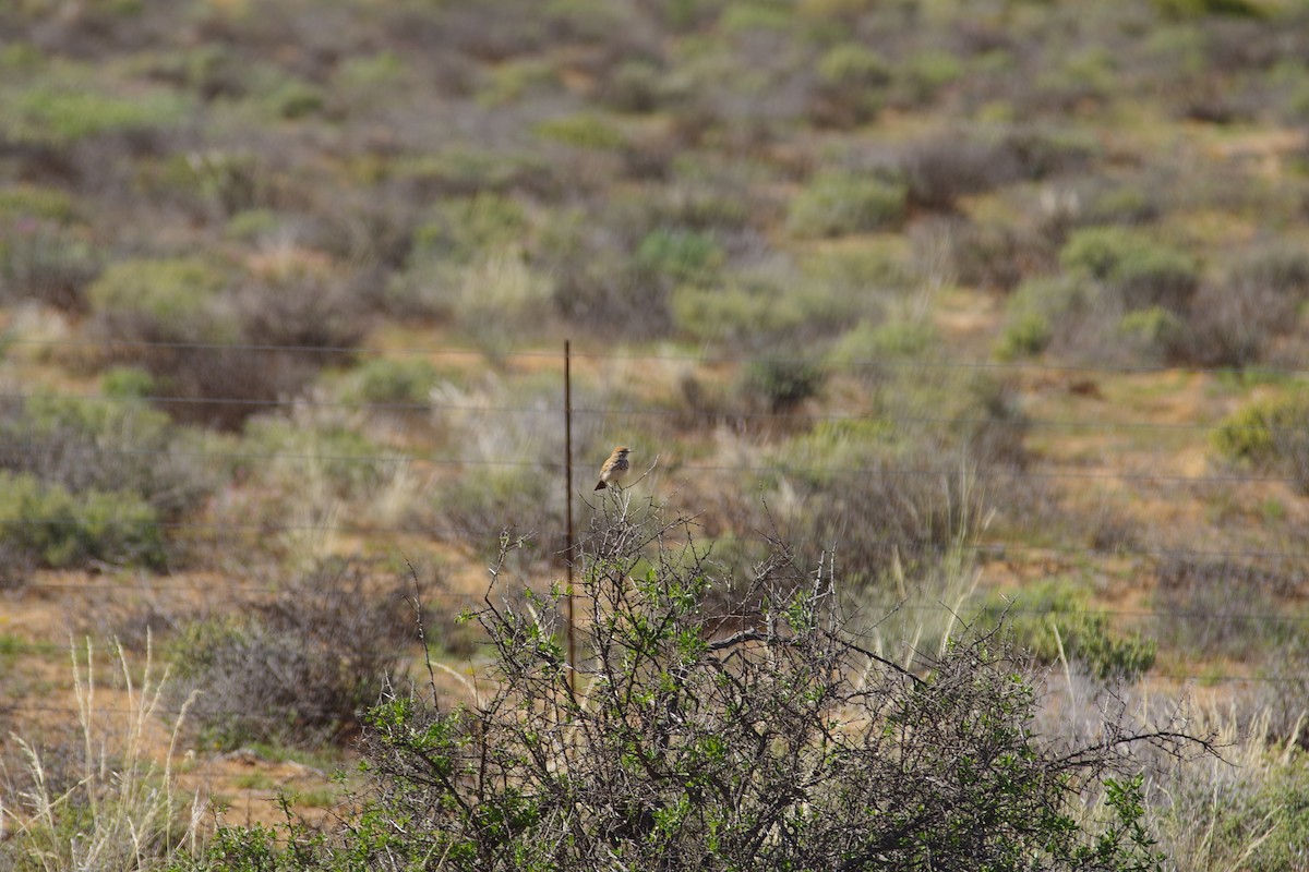 Dune Lark (Barlow's) - ML638497411