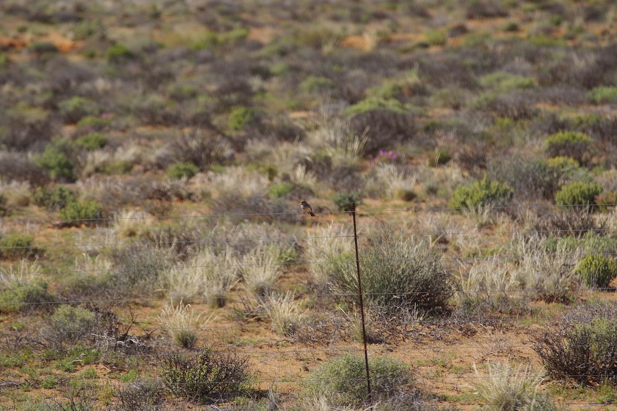 Dune Lark (Barlow's) - ML638497412