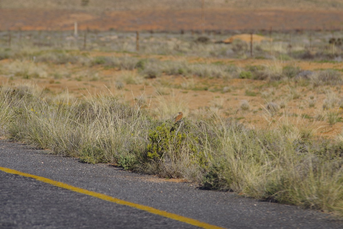 Dune Lark (Barlow's) - ML638497413