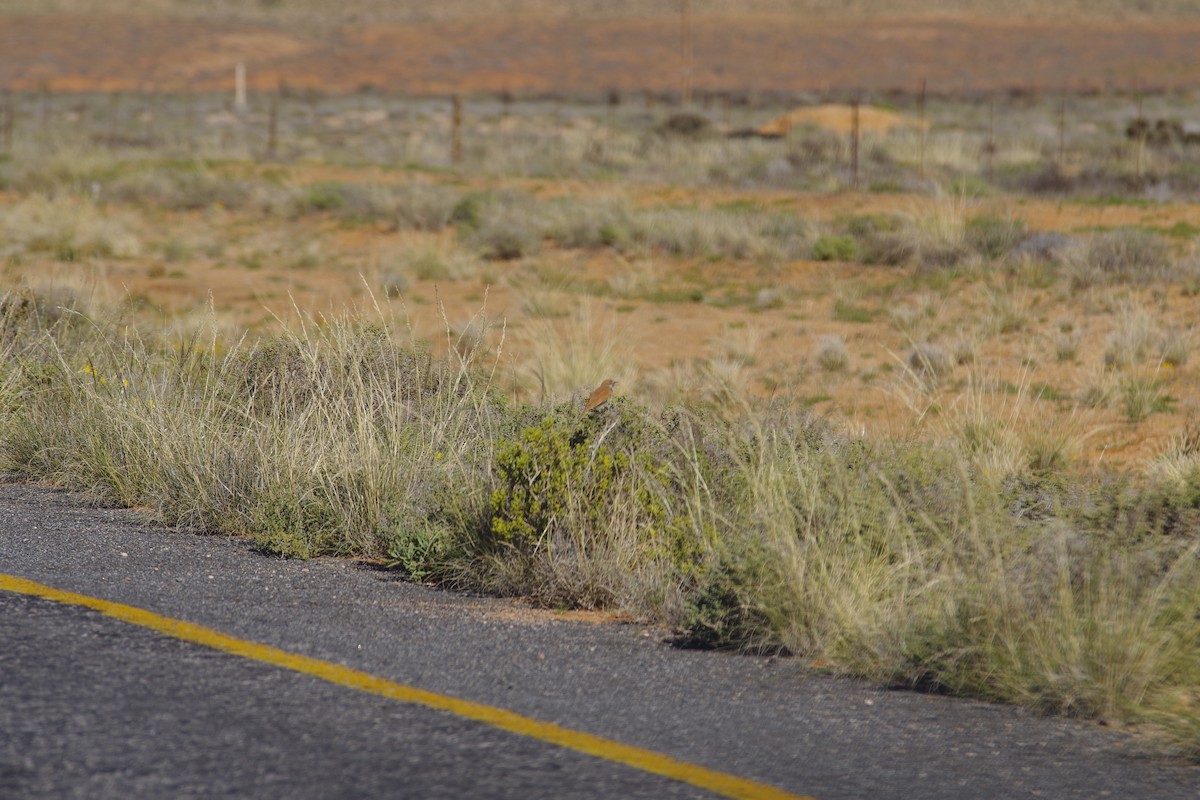Dune Lark (Barlow's) - ML638497414