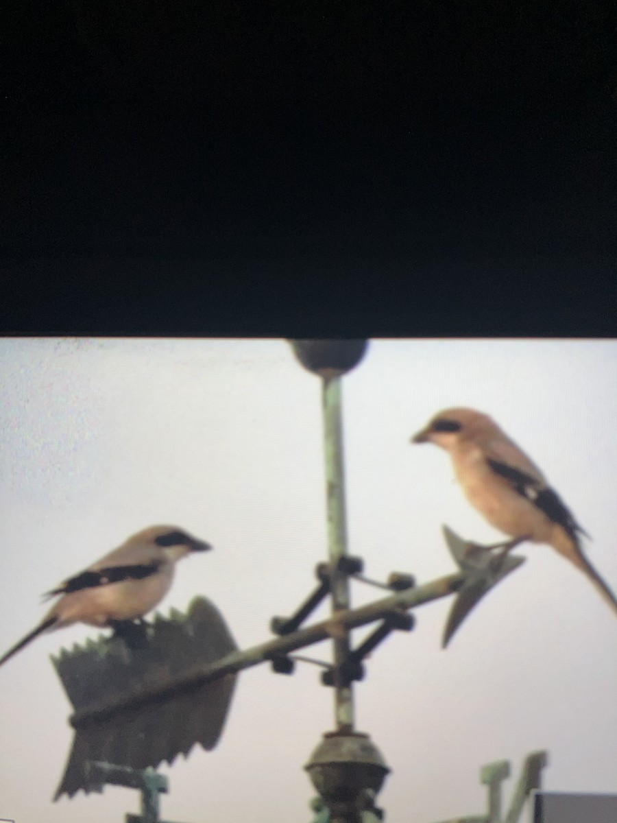 Loggerhead Shrike - ML638497443
