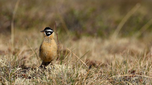 Smith's Longspur - ML638497454