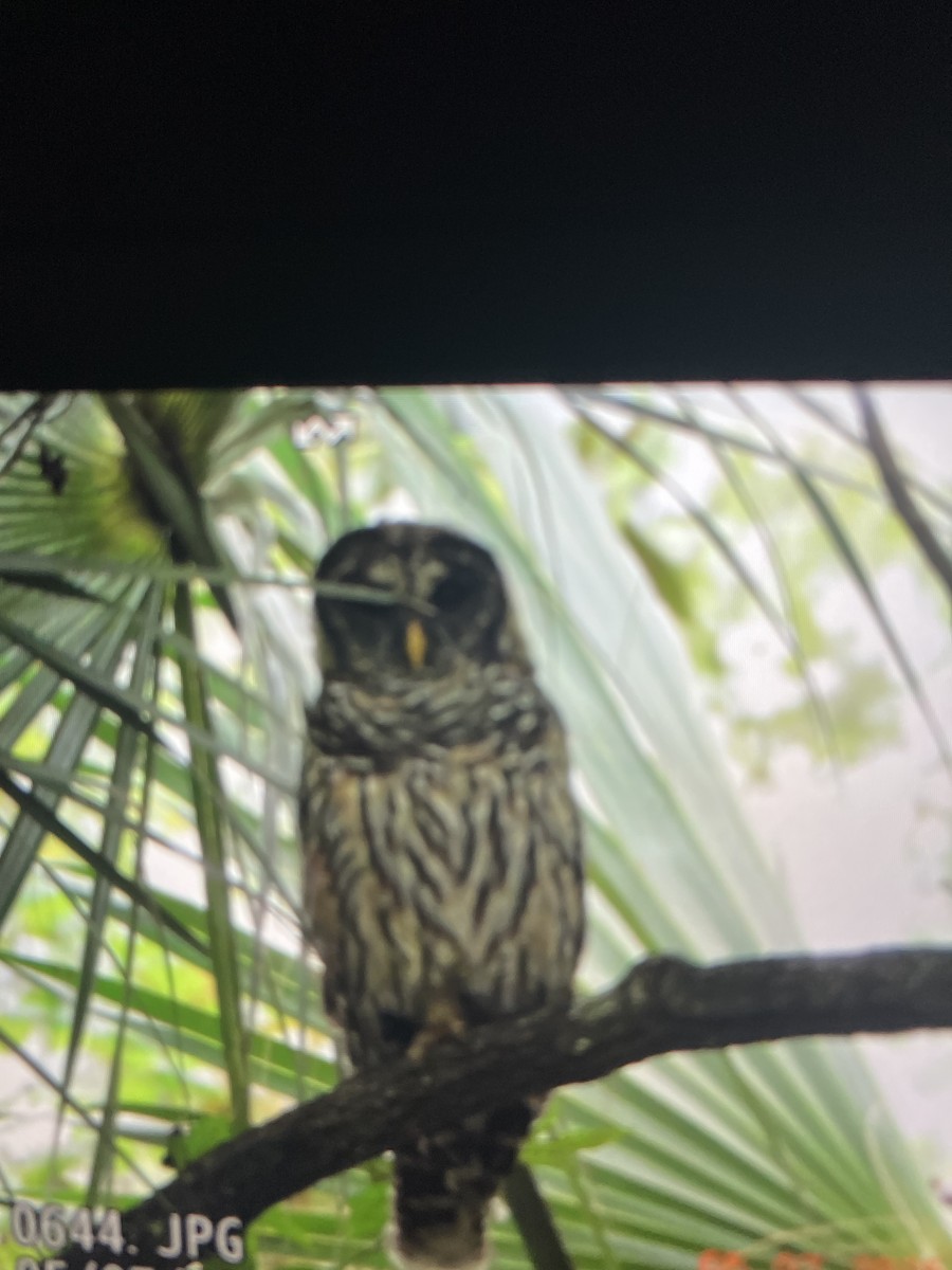 Barred Owl - ML638497514