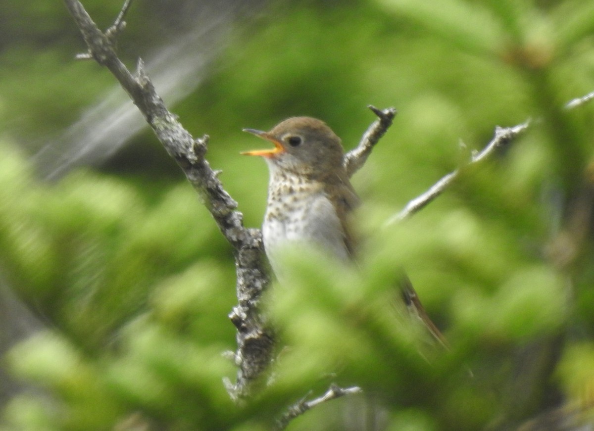 Bicknell's Thrush - ML638497531