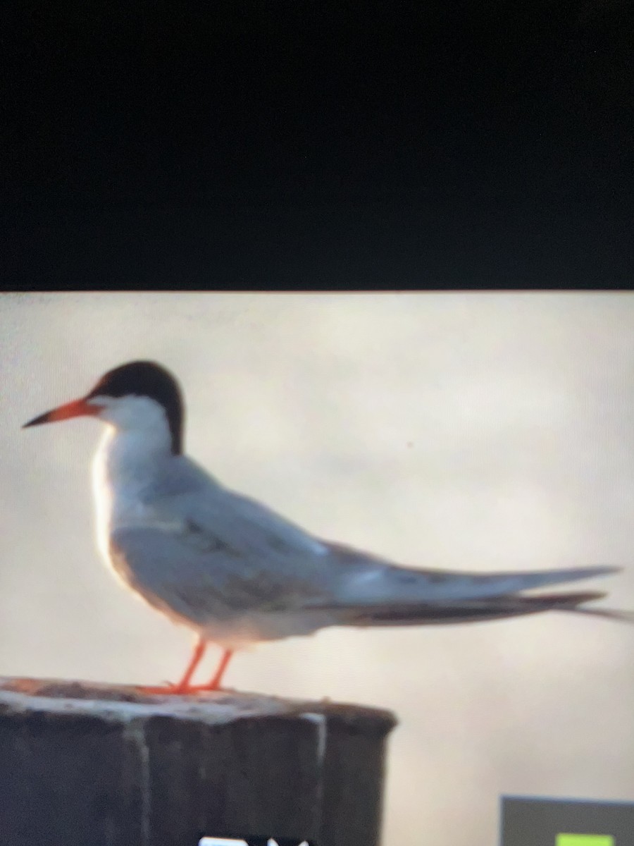 Forster's Tern - ML638497536