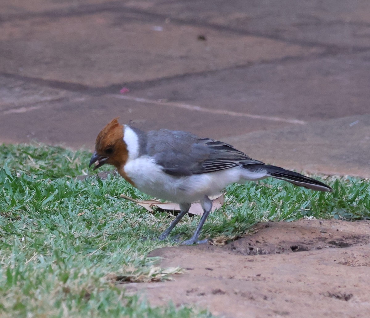 Red-crested Cardinal - ML638497537