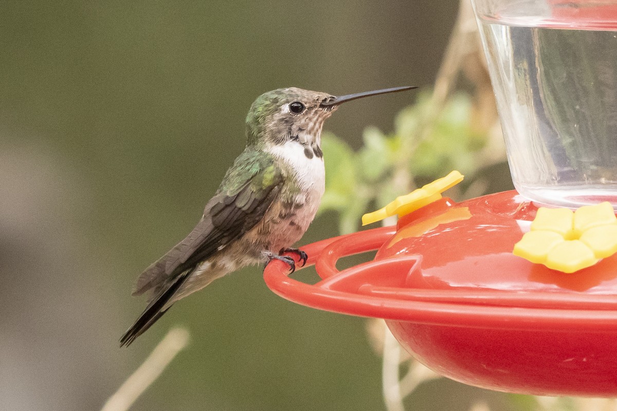 Broad-tailed Hummingbird - ML638497560