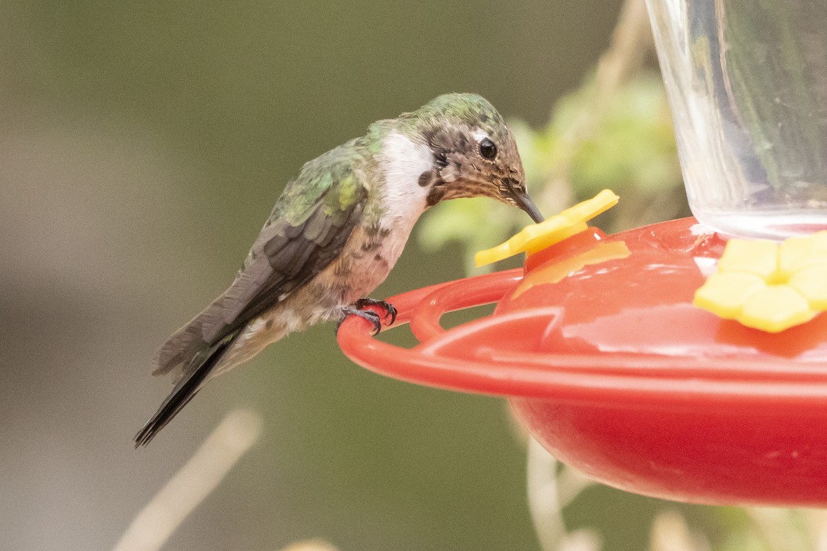 Broad-tailed Hummingbird - ML638497561