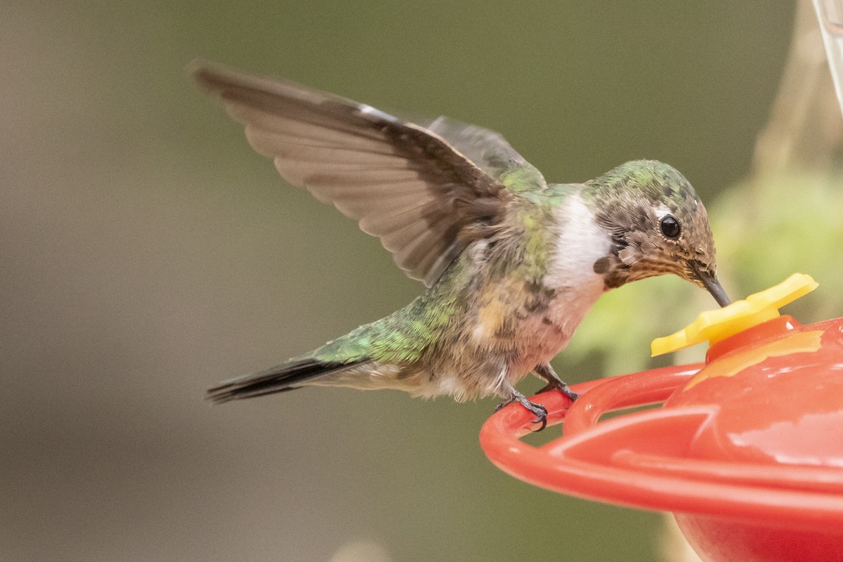 Broad-tailed Hummingbird - ML638497562