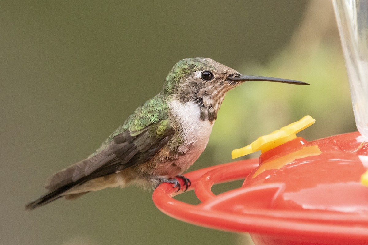 Broad-tailed Hummingbird - ML638497563