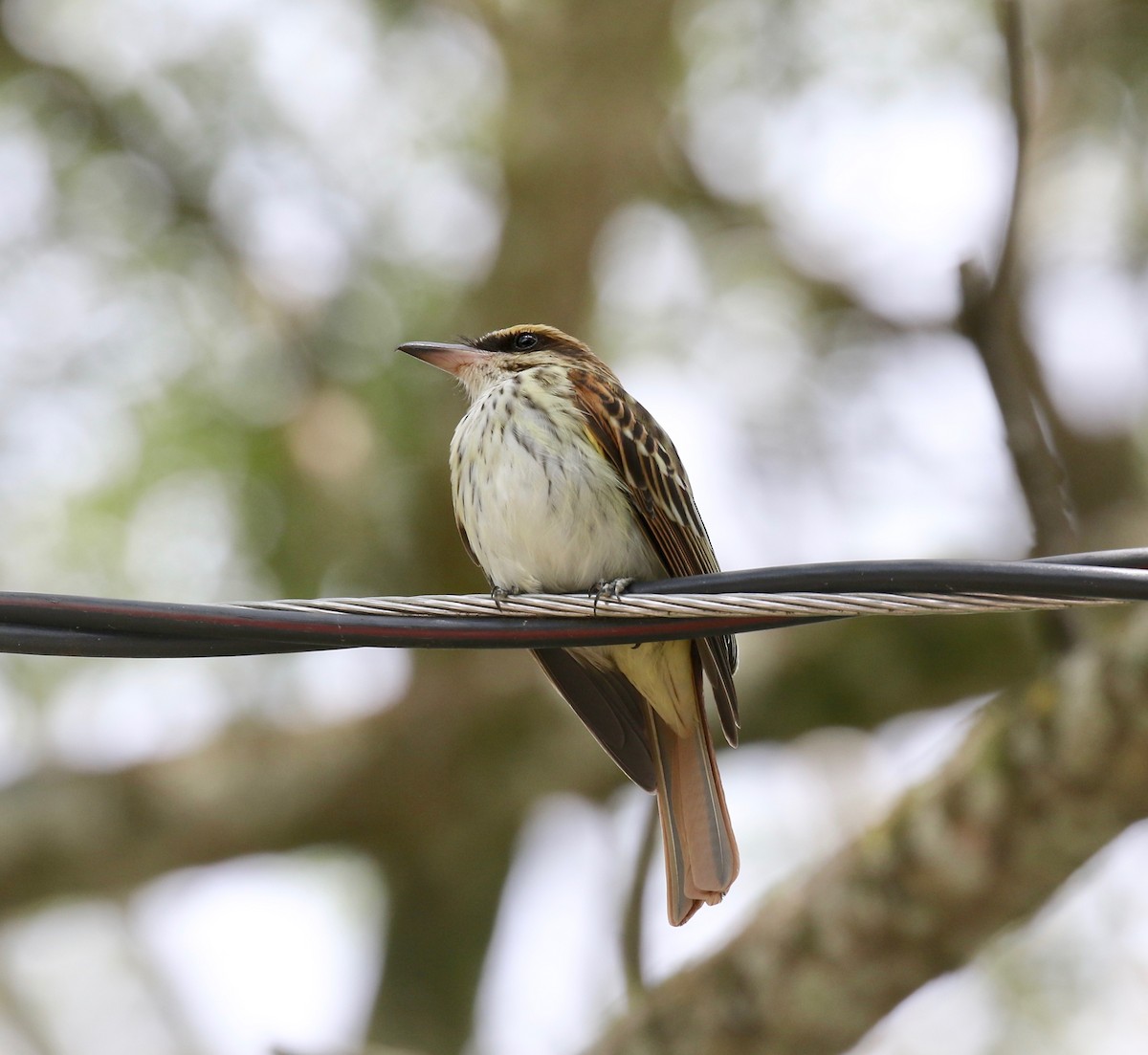 Streaked Flycatcher (Northern) - ML638497564