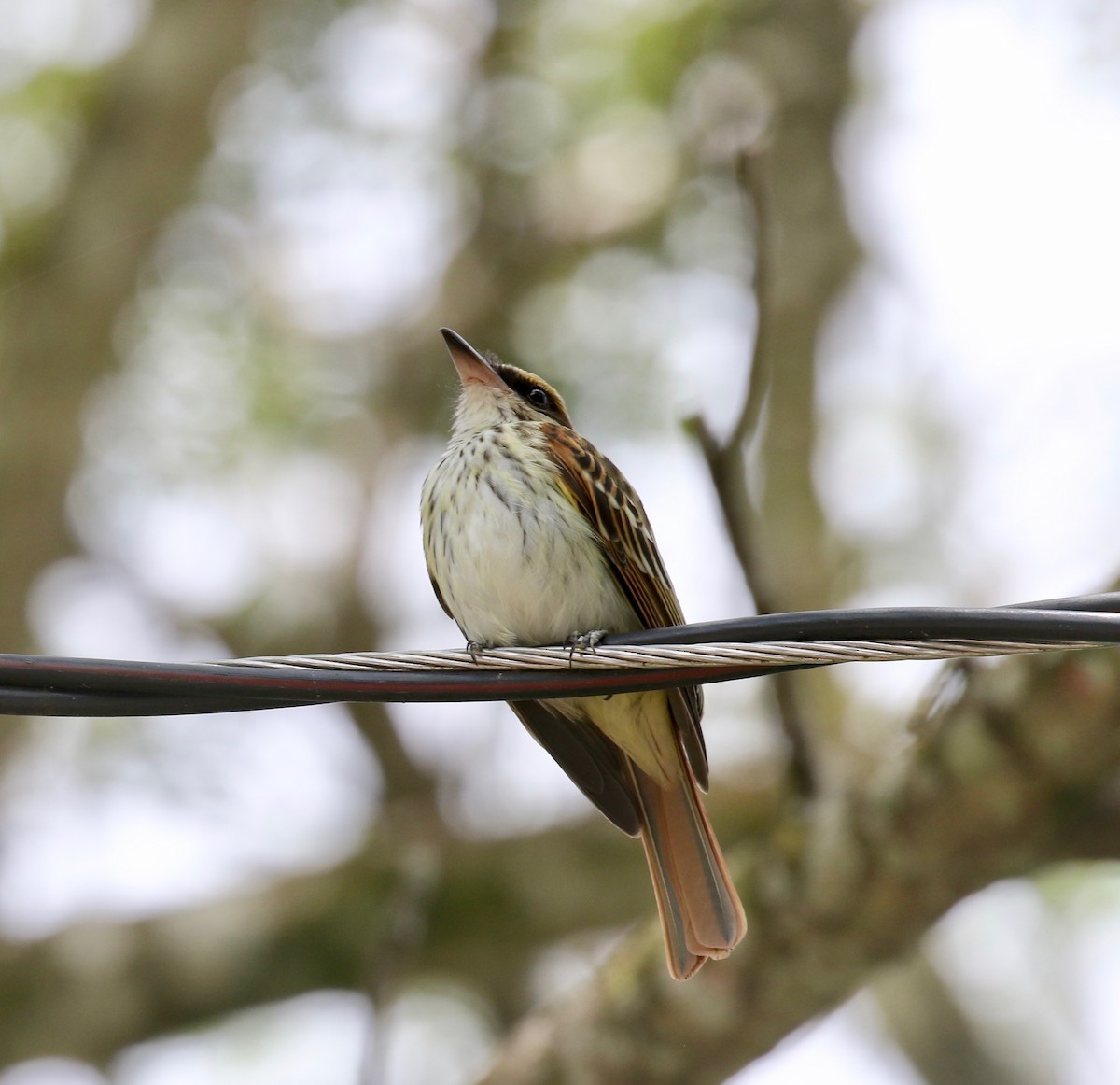 Streaked Flycatcher (Northern) - ML638497565
