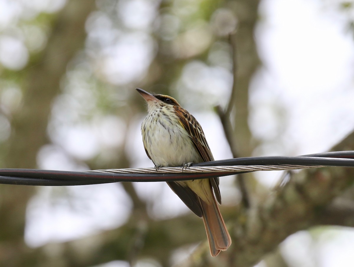 Streaked Flycatcher (Northern) - ML638497566
