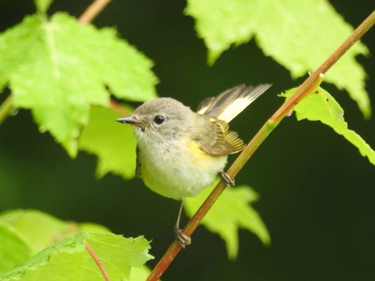 American Redstart - ML638497575