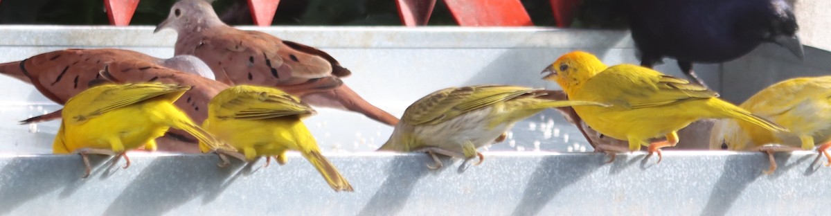 Saffron Finch - ML638497586