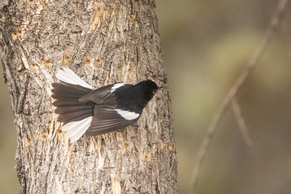 Painted Redstart - ML638497600