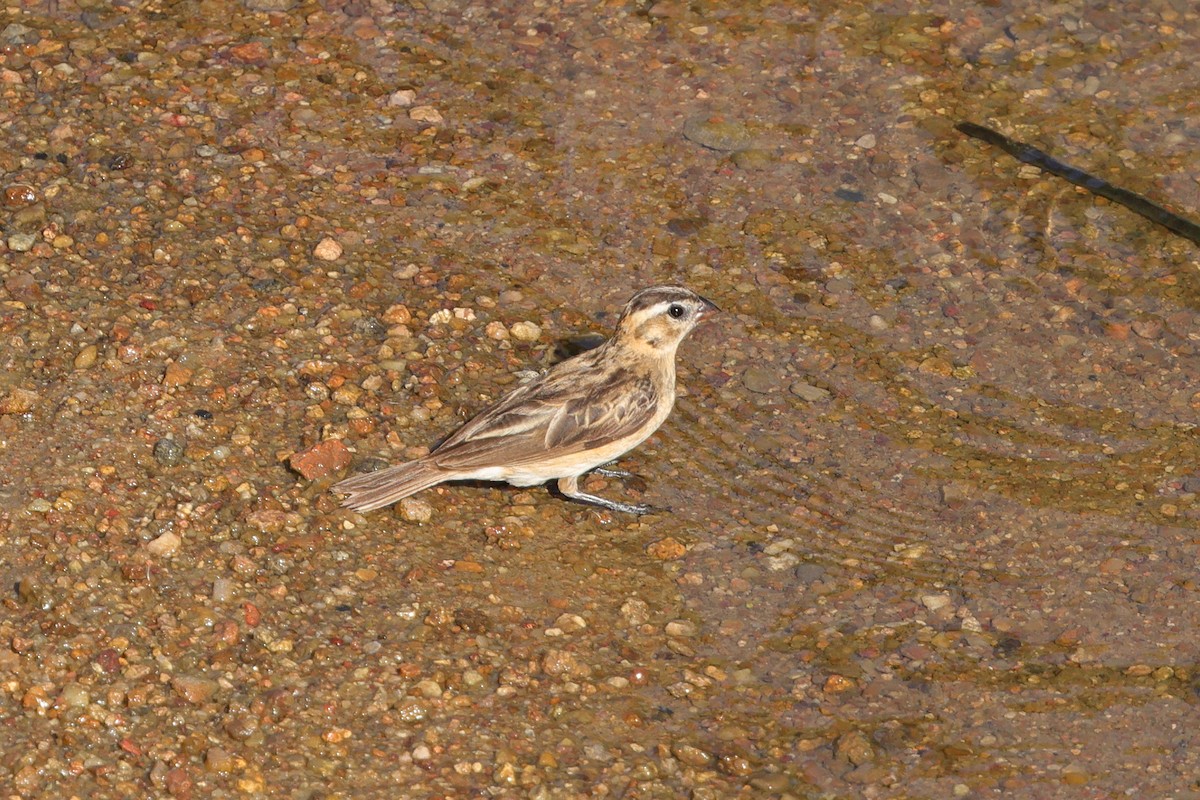 Pin-tailed Whydah - ML638497670