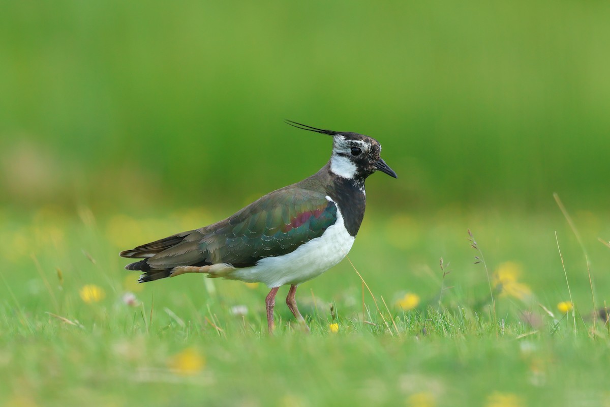 Northern Lapwing - ML638497715