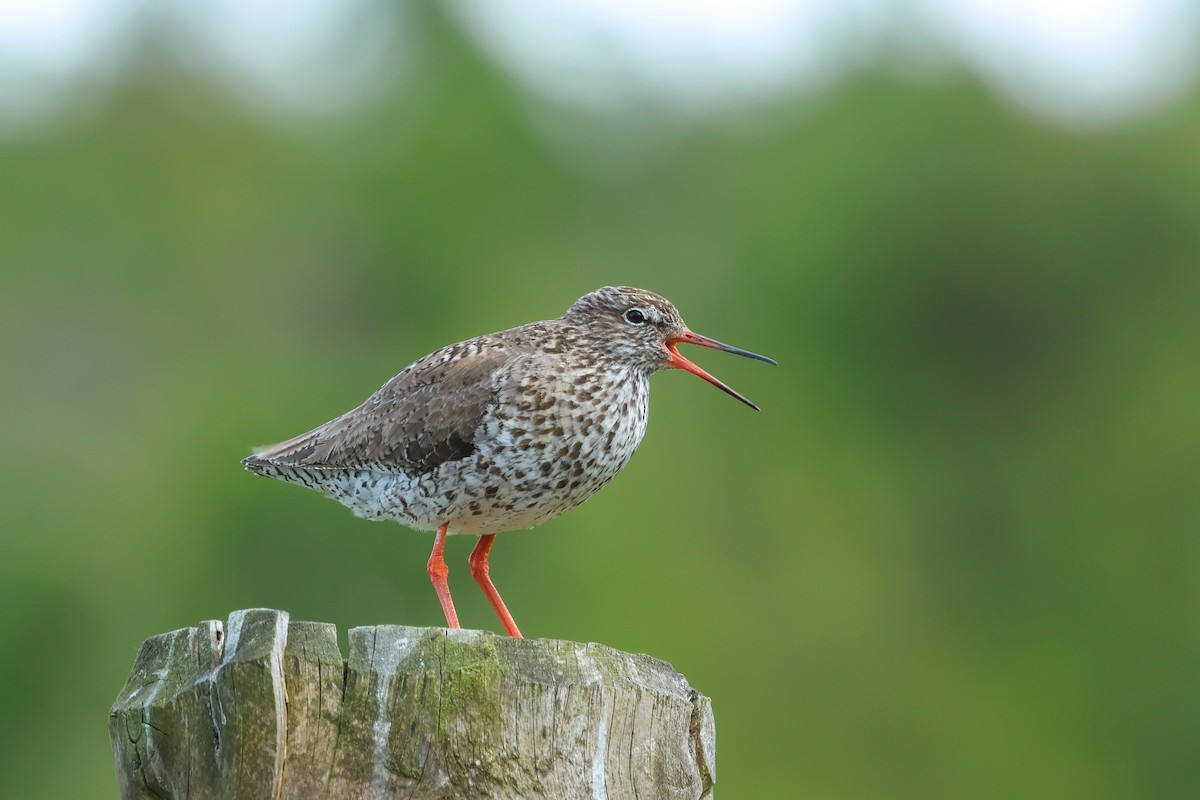 Common Redshank - ML638497722