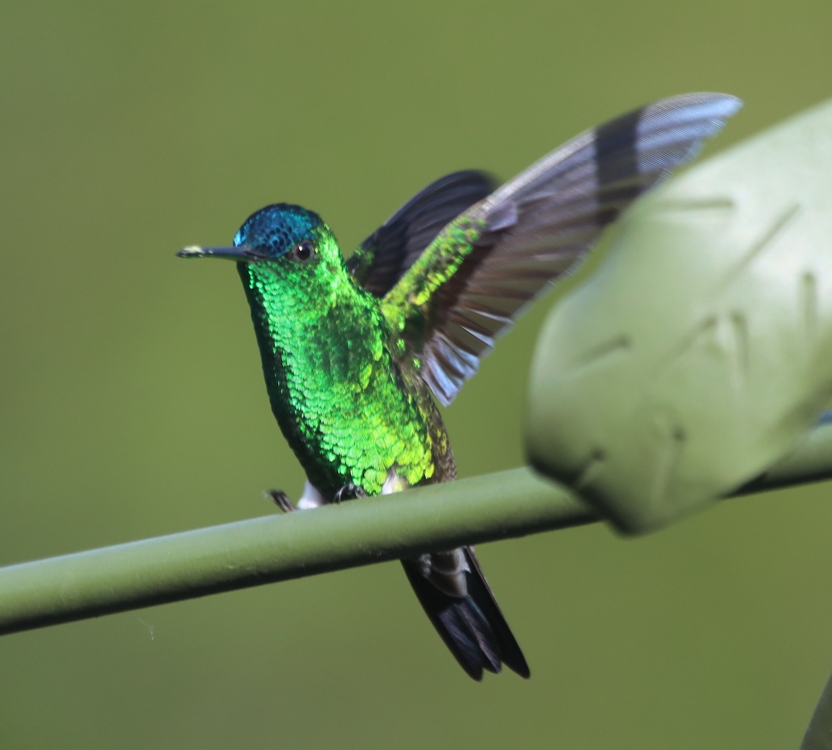 Indigo-capped Hummingbird - ML638497736