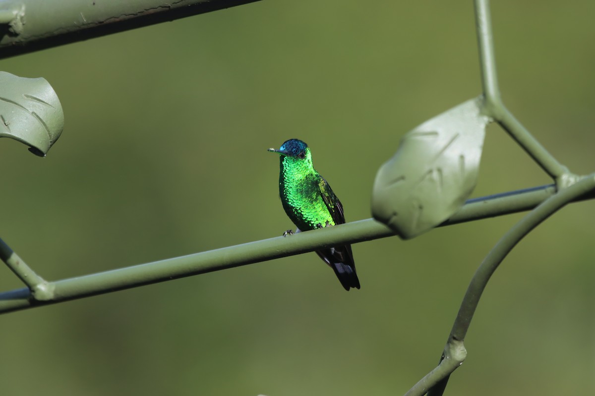 Indigo-capped Hummingbird - ML638497742