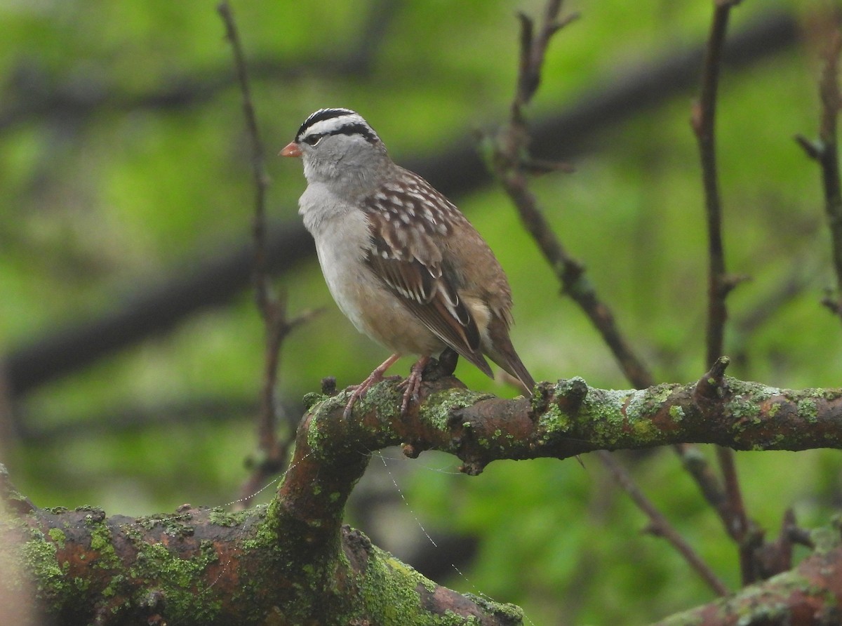 White-crowned Sparrow - ML638497766