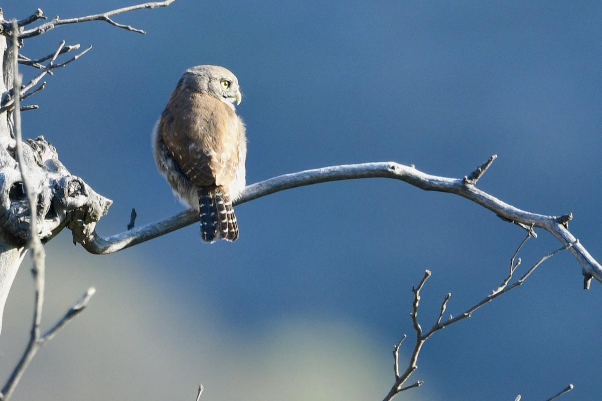 Northern Pygmy-Owl - ML638497783