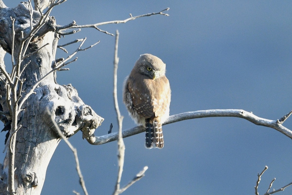 Northern Pygmy-Owl - ML638497784