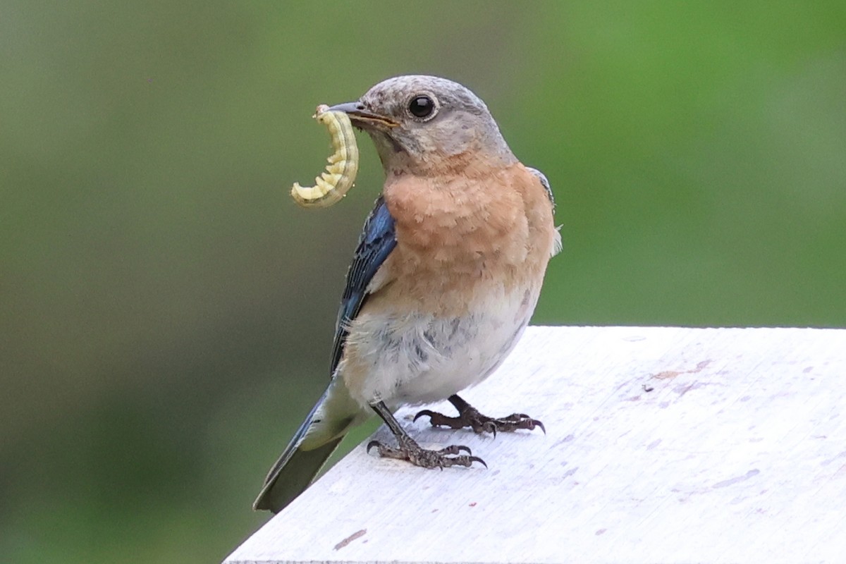 Eastern Bluebird - ML638497789